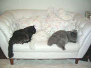 ���@�̃����v�Ƃ̏o�